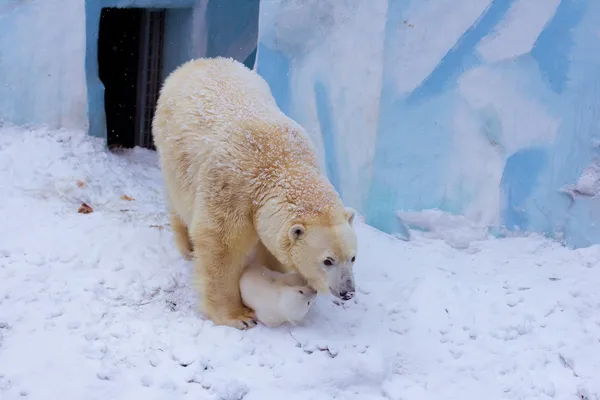 Eisbär mit Jungtier — Stockfoto