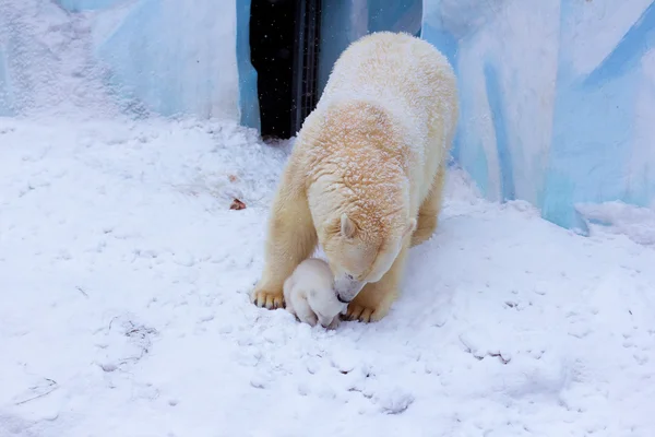Oso polar con cachorro — Foto de Stock