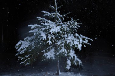 Karlı bir ağacın gece çekimi. Siyah arkaplanda kardaki çam ağacı.