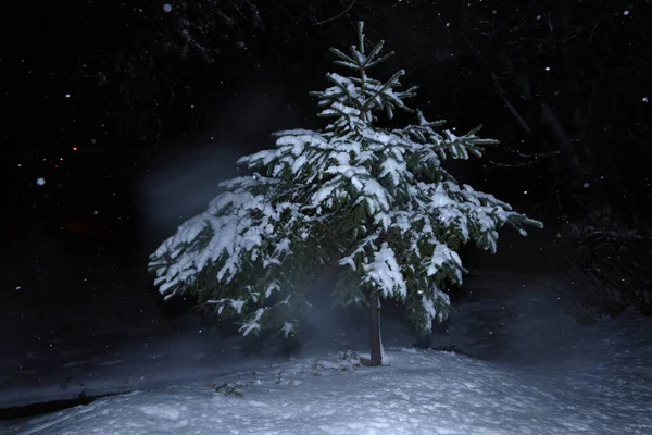 Éjszakai Lövöldözés Egy Havas Fán Fenyőfa Hóban Fekete Háttér — Stock Fotó