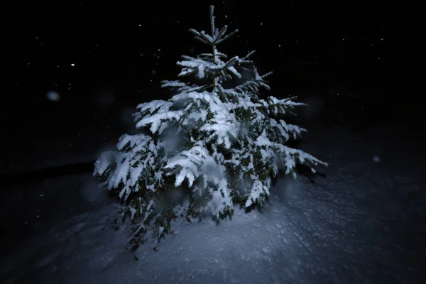 Ночная Стрельба Снежного Дерева Сосна Снегу Черном Фоне — стоковое фото