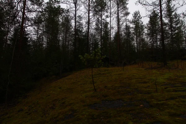 Natura Della Carelia Confine Finlandese Dettagli Paesaggi Della Foresta Autunnale — Foto Stock