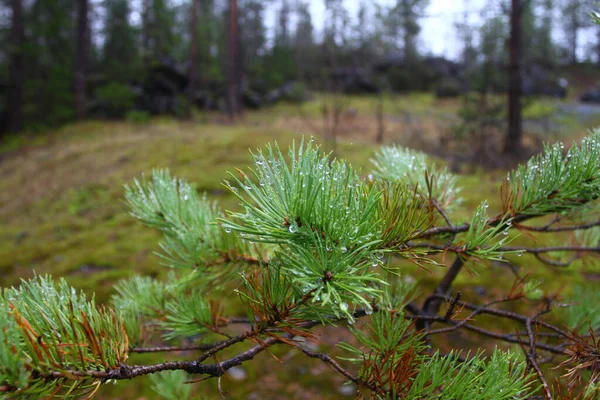 Natureza Carélia Fronteira Com Finlândia Detalhes Paisagens Floresta Outono — Fotografia de Stock