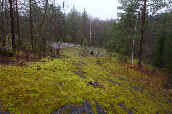 Природа Карелии Финской Границе Детали Пейзажи Осеннего Леса — стоковое фото