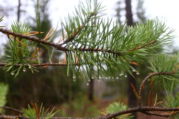 Natura Della Carelia Confine Finlandese Dettagli Paesaggi Della Foresta Autunnale Foto Stock