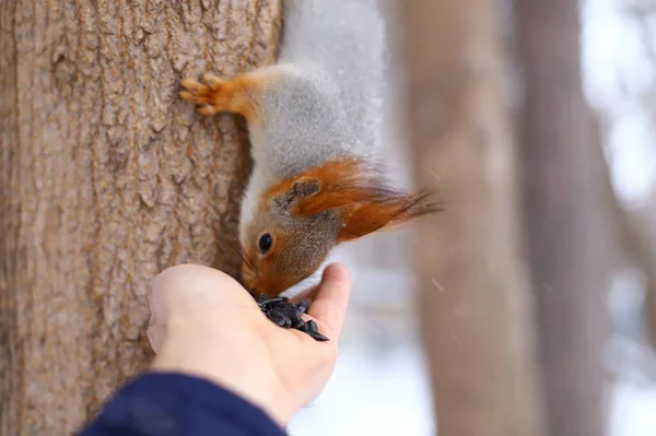 Feeding Fluffy Squirrels Tree — Stockfoto