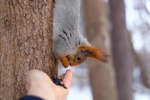 Nourrir Des Écureuils Pelucheux Sur Arbre — Photo