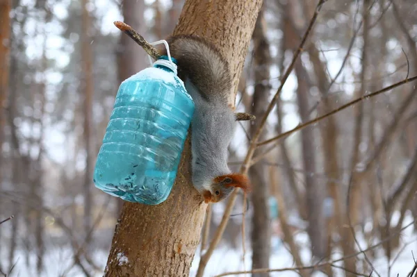 Nourrir Des Écureuils Pelucheux Sur Arbre — Photo