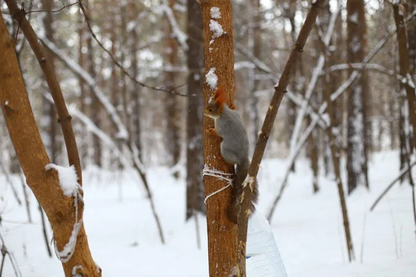Bolyhos Vörös Mókus Egy Fatörzsön Egy Téli Erdőben — Stock Fotó