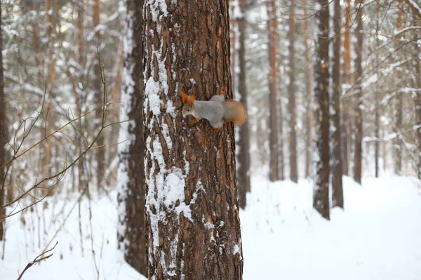 Écureuil Roux Moelleux Sur Tronc Arbre Dans Une Forêt Hiver — Photo