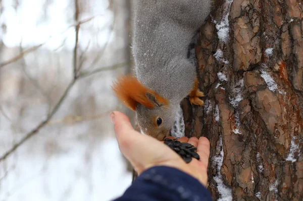 Feeding Fluffy Squirrels Tree — Stock Photo, Image