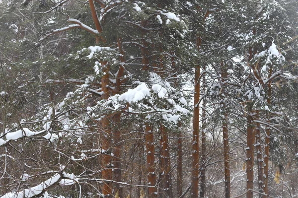 Abstract Blurred Winter Background Snow Tree Trunk — Fotografia de Stock