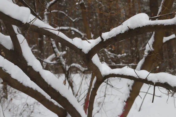 Astratto Sfondo Sfocato Inverno Neve Sul Tronco Albero — Foto Stock