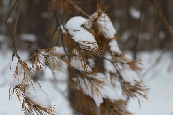 Soyut Bulanık Kış Geçmişi Ağaç Gövdesinde Kar — Stok fotoğraf