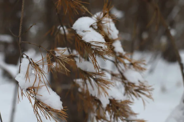 Abstract Blurred Winter Background Snow Tree Trunk — Stock Photo, Image