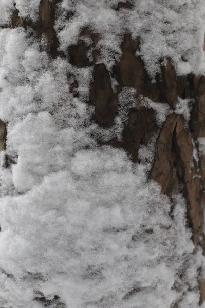 Soyut Bulanık Kış Geçmişi Ağaç Gövdesinde Kar — Stok fotoğraf