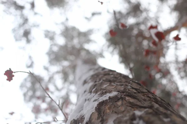 Abstract Blurred Winter Background Snow Tree Trunk — Stock Photo, Image