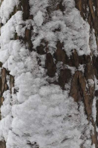 Astratto Sfondo Sfocato Inverno Neve Sul Tronco Albero — Foto Stock