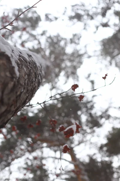 Абстрактный Размытый Зимний Фон Снег Стволе Дерева — стоковое фото