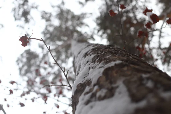 Abstraktní Rozmazané Zimní Pozadí Sníh Kmeni Stromu — Stock fotografie