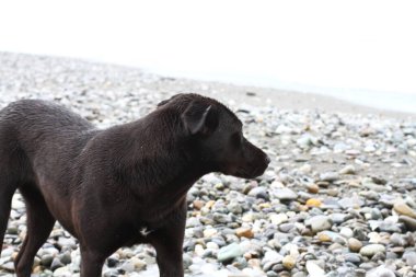 Black dog on sea waves. 