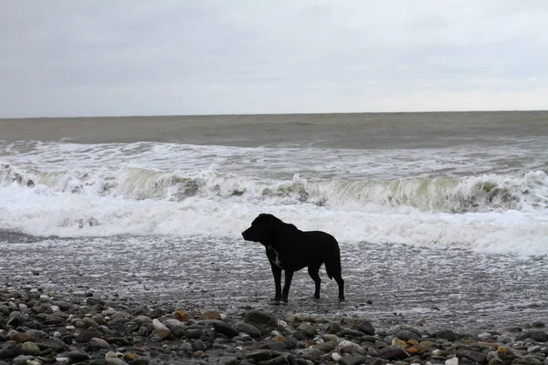 Black Dog Sea Waves — Stockfoto