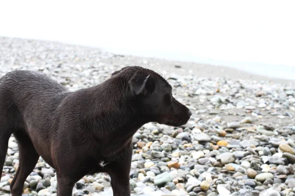 Black Dog Sea Waves — Stockfoto