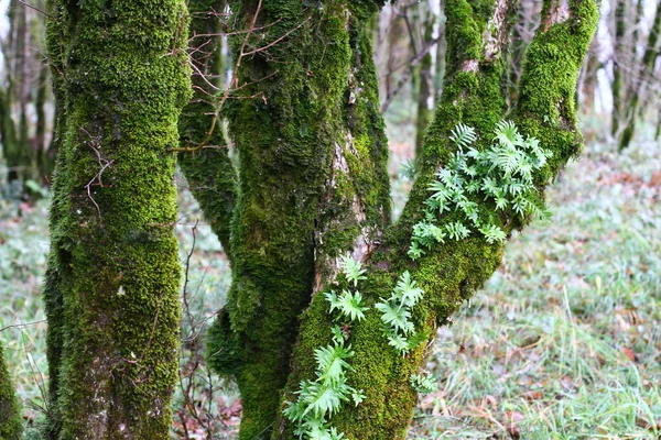 Tree Trunks Branches Covered Moss — Stock Photo, Image