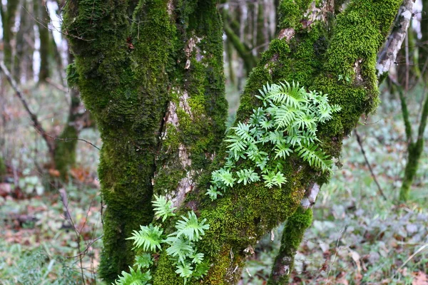 Tree Trunks Branches Covered Moss — Stock Photo, Image