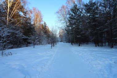 Kış ormanında akşam. Ağaç dallarında kar.
