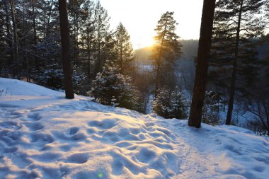 Kış ormanında akşam. Ağaç dallarında kar.