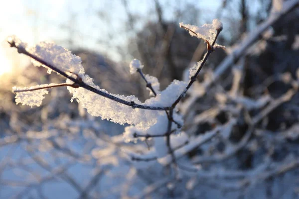 晚上在冬天的森林里 树枝上的雪 — 图库照片