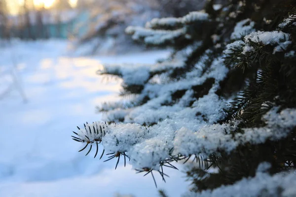 Kvällen Vinterskogen Snö Trädgrenar — Stockfoto