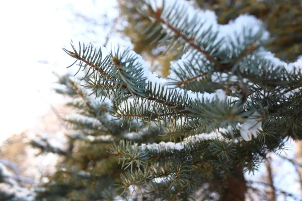 Abend Winterwald Schnee Auf Ästen — Stockfoto