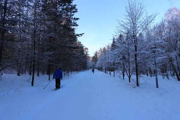 Noite Floresta Inverno Neve Galhos Árvore — Fotografia de Stock