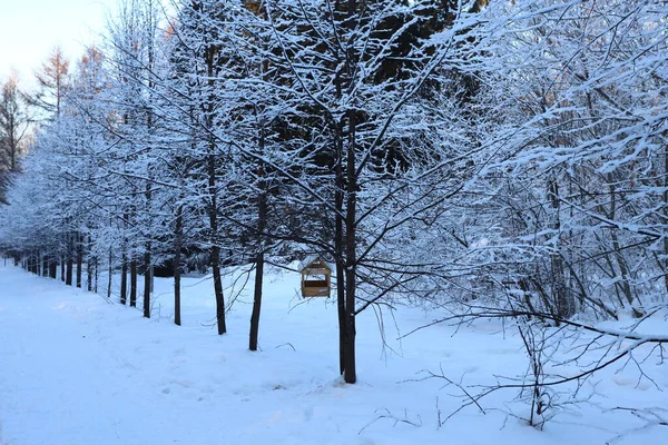 Kış Ormanında Akşam Ağaç Dallarında Kar — Stok fotoğraf