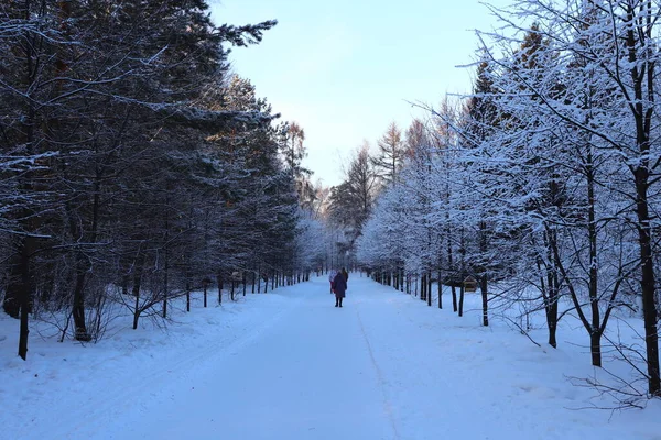 Noite Floresta Inverno Neve Galhos Árvore — Fotografia de Stock