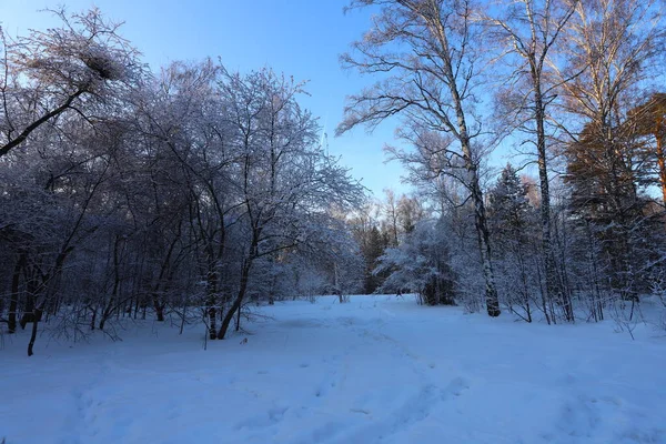 Soirée Forêt Hiver Neige Sur Les Branches Des Arbres — Photo