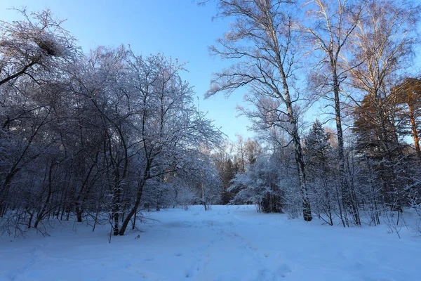 Soirée Forêt Hiver Neige Sur Les Branches Des Arbres — Photo