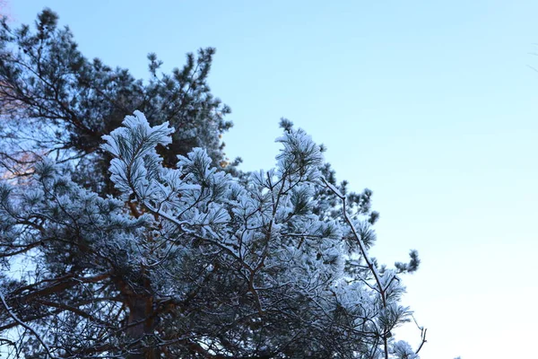 Soirée Forêt Hiver Neige Sur Les Branches Des Arbres — Photo