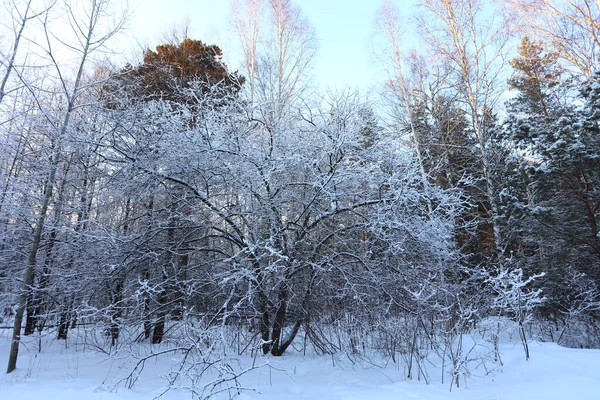 Večer Zimním Lese Sníh Větvích Stromů — Stock fotografie