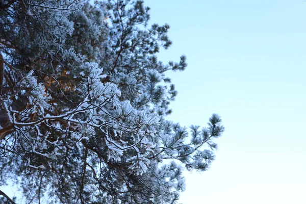 Soirée Forêt Hiver Neige Sur Les Branches Des Arbres — Photo