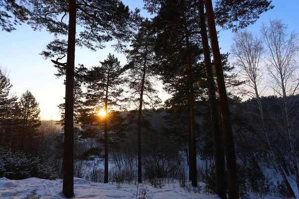 Noite Floresta Inverno Neve Galhos Árvore — Fotografia de Stock
