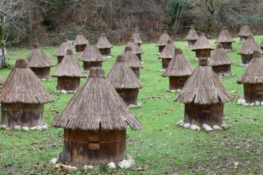 Arı çiftliği. Vahşi arı kolonileri. 