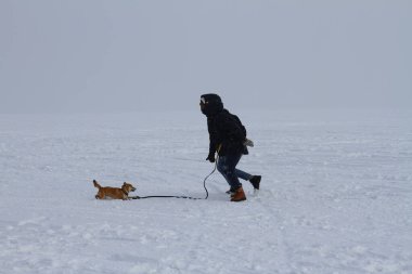 RUSSIA, NOVOSIBIRSK - 13 Şubat 2022: Gençler Shiba Inu köpeğiyle oynuyor. Mutlu aile kışın taze karda yürümeyi sever..