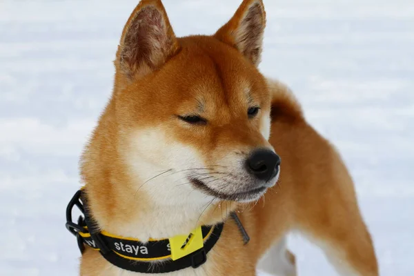 Russia Novosibirsk Şubat 2022 Gençler Shiba Inu Köpeğiyle Oynuyor Mutlu Stok Resim
