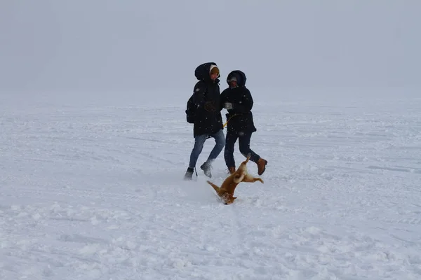 Russland Novosibirsk Februar 2022 Junge Leute Spielen Mit Dem Hund lizenzfreie Stockfotos