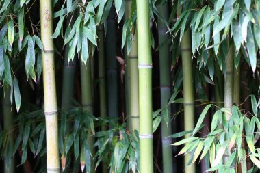 Bambu ormanı. Bambu ağacının yaprakları ve gövdeleri. 