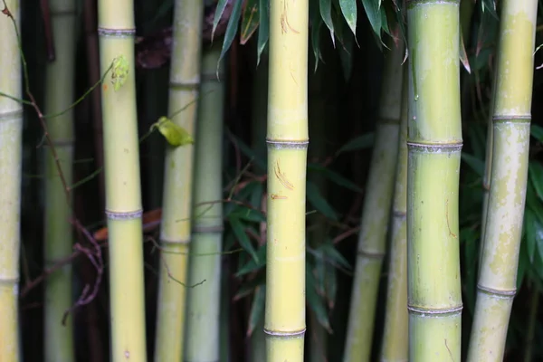 Arrière Forêt Bambous Feuilles Troncs Bambou Photo De Stock