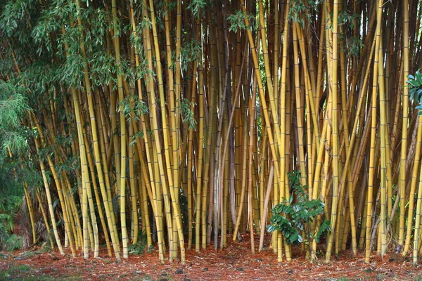 Arrière Forêt Bambous Feuilles Troncs Bambou Images De Stock Libres De Droits